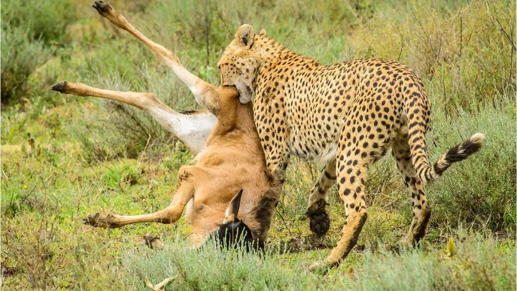 Serengeti National Park - Cheetahs