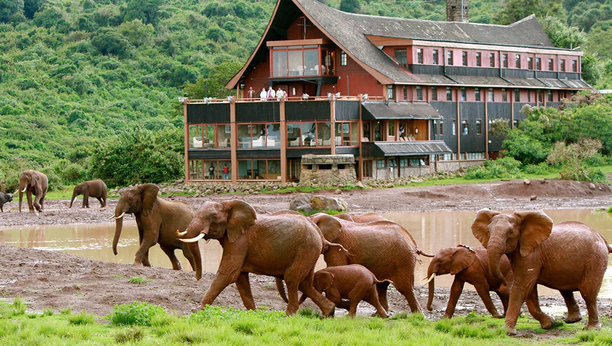 Elephant at the ark