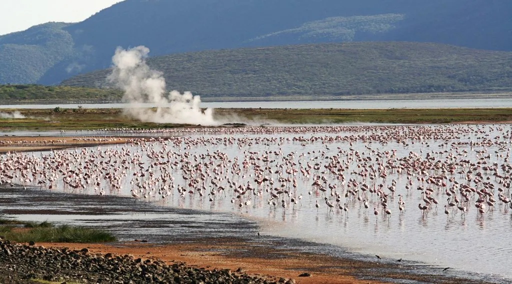 Flamingos at Lake bogoria