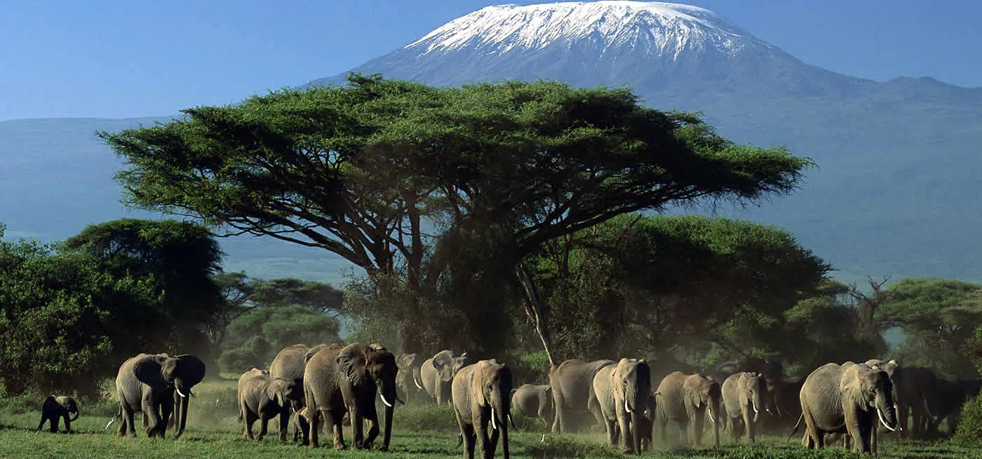 Mount Kilimanjaro and elephants