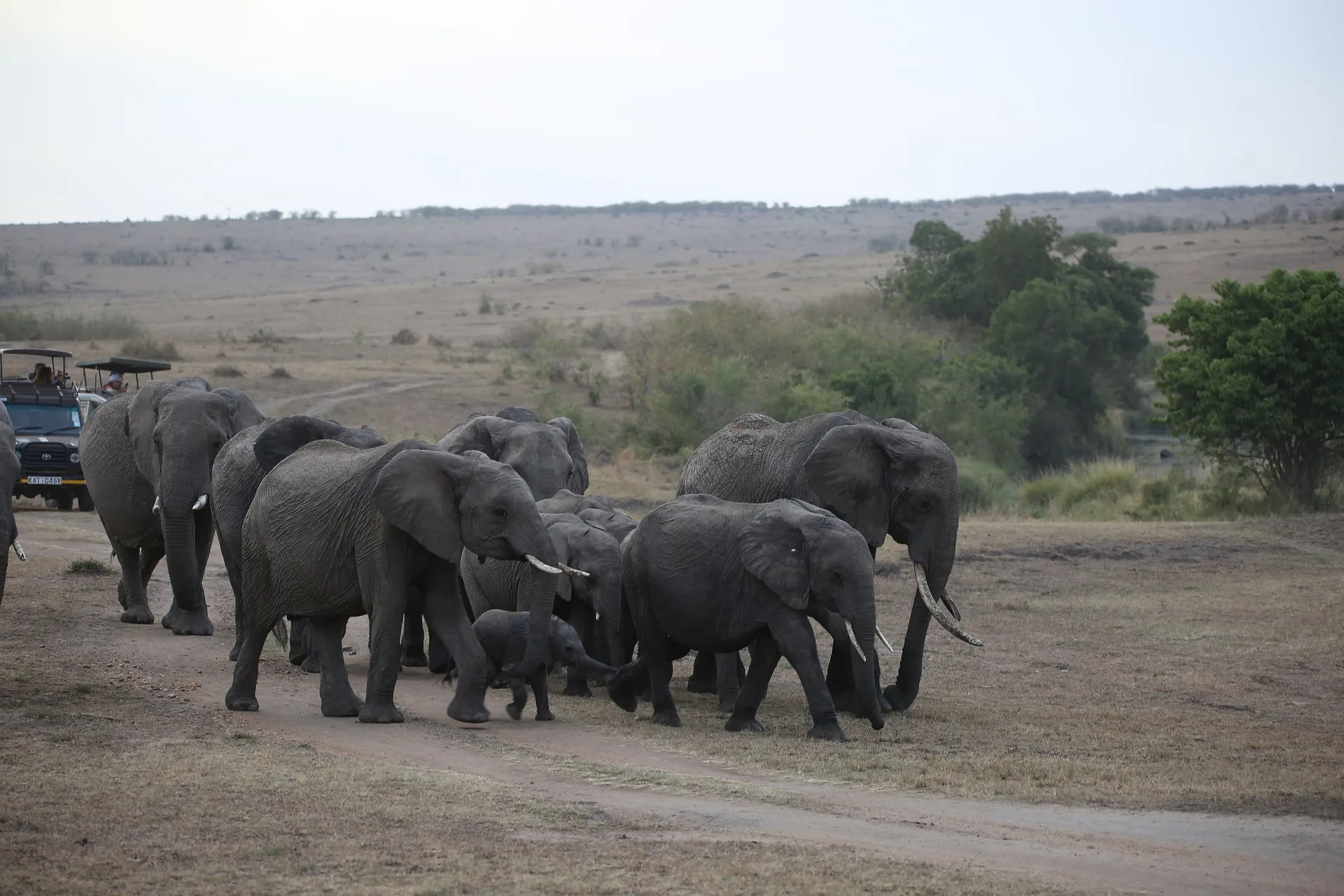 4 Day Masai Mara