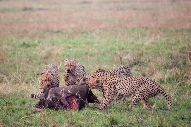 Leopard feeding on buffalo