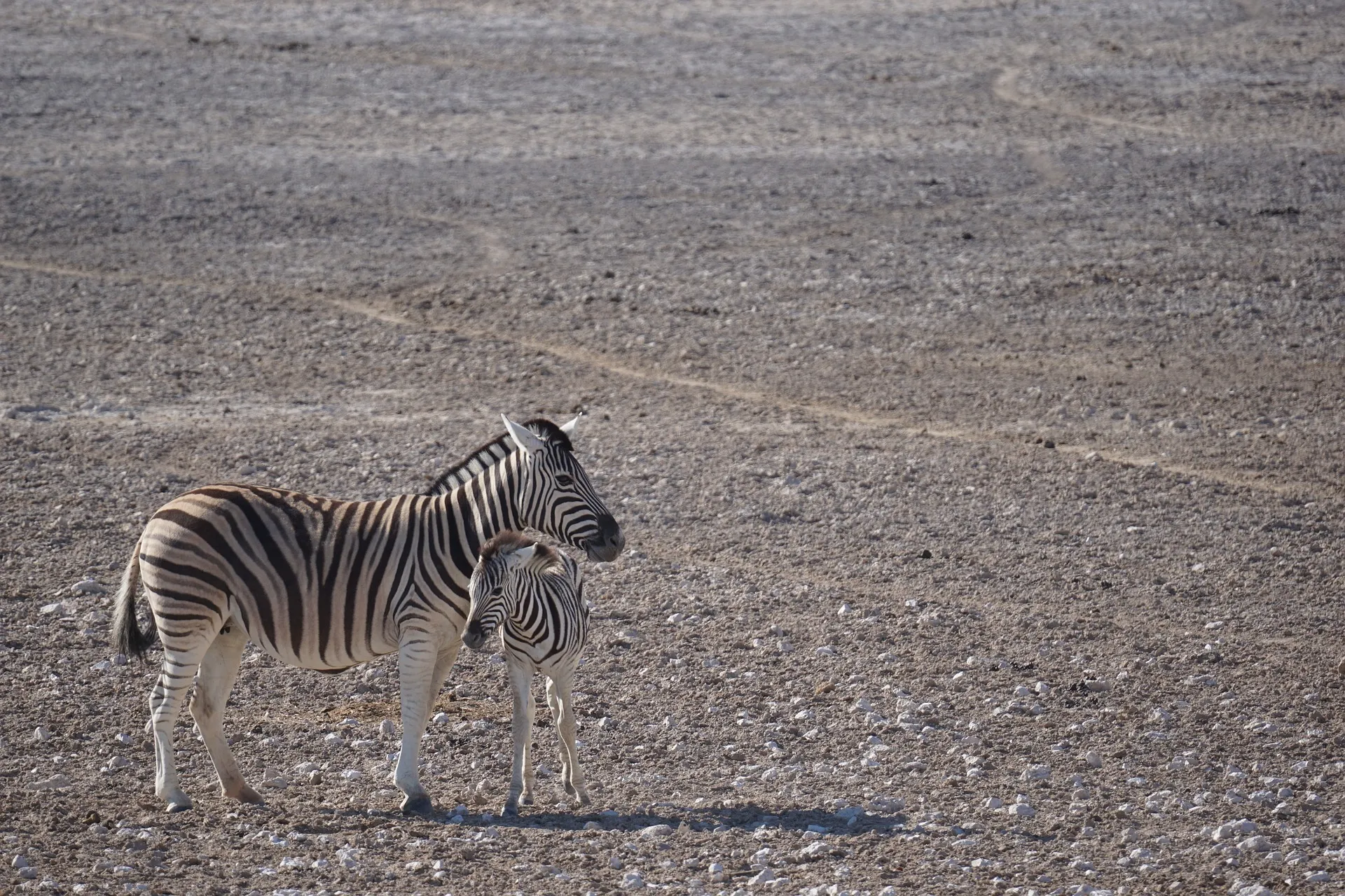 zebra and young one