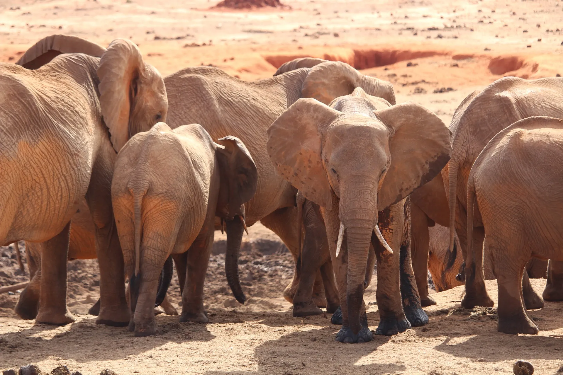 safari from diani beach kenya - elephant