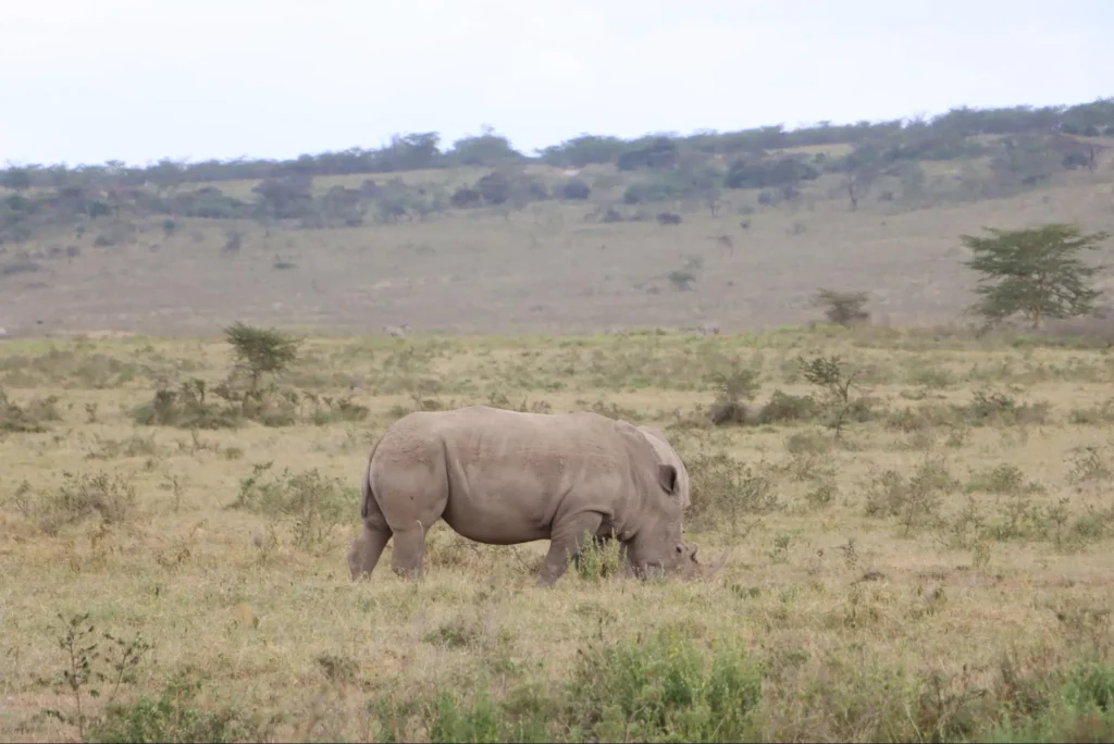 The big five animals in Kenya - white rhino