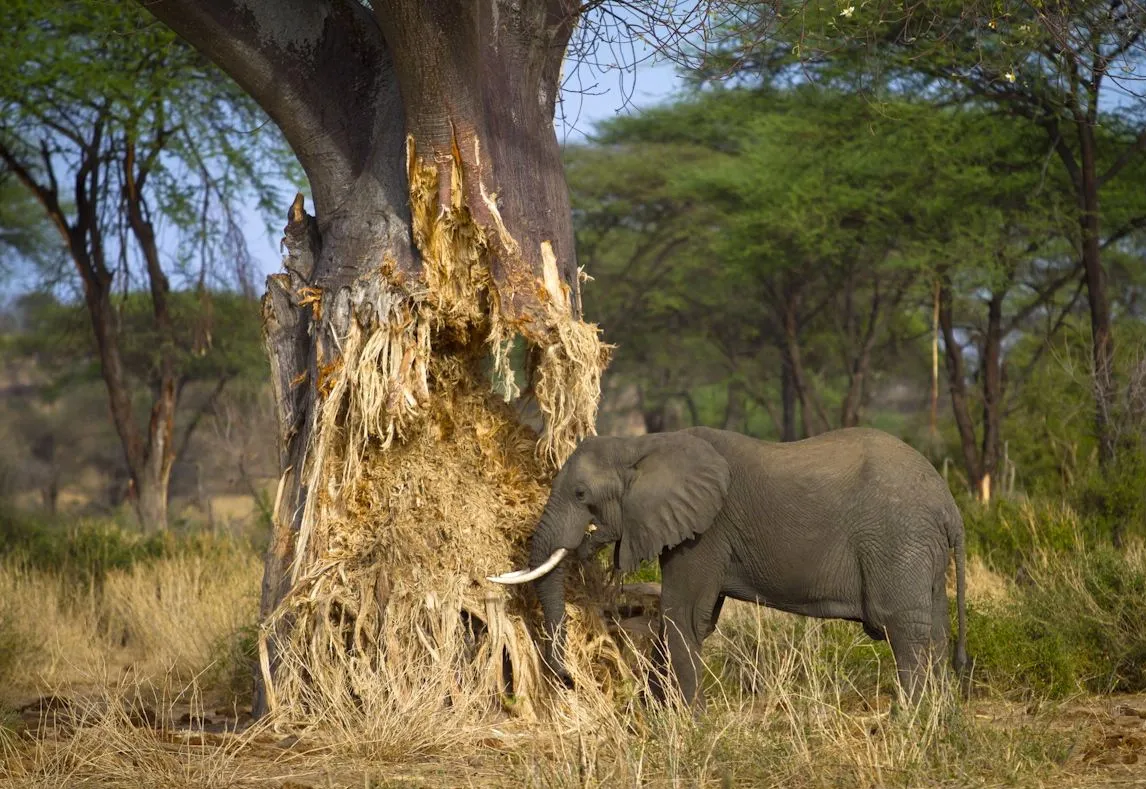 Tarangire National Park - elephant