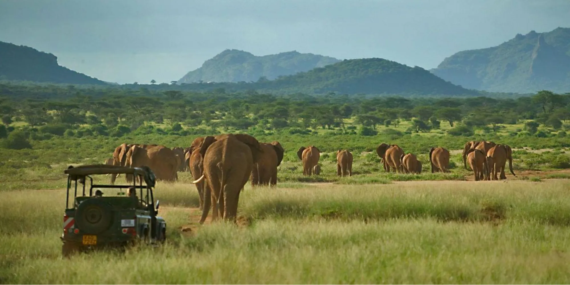 Tanzania tour packages - elephants