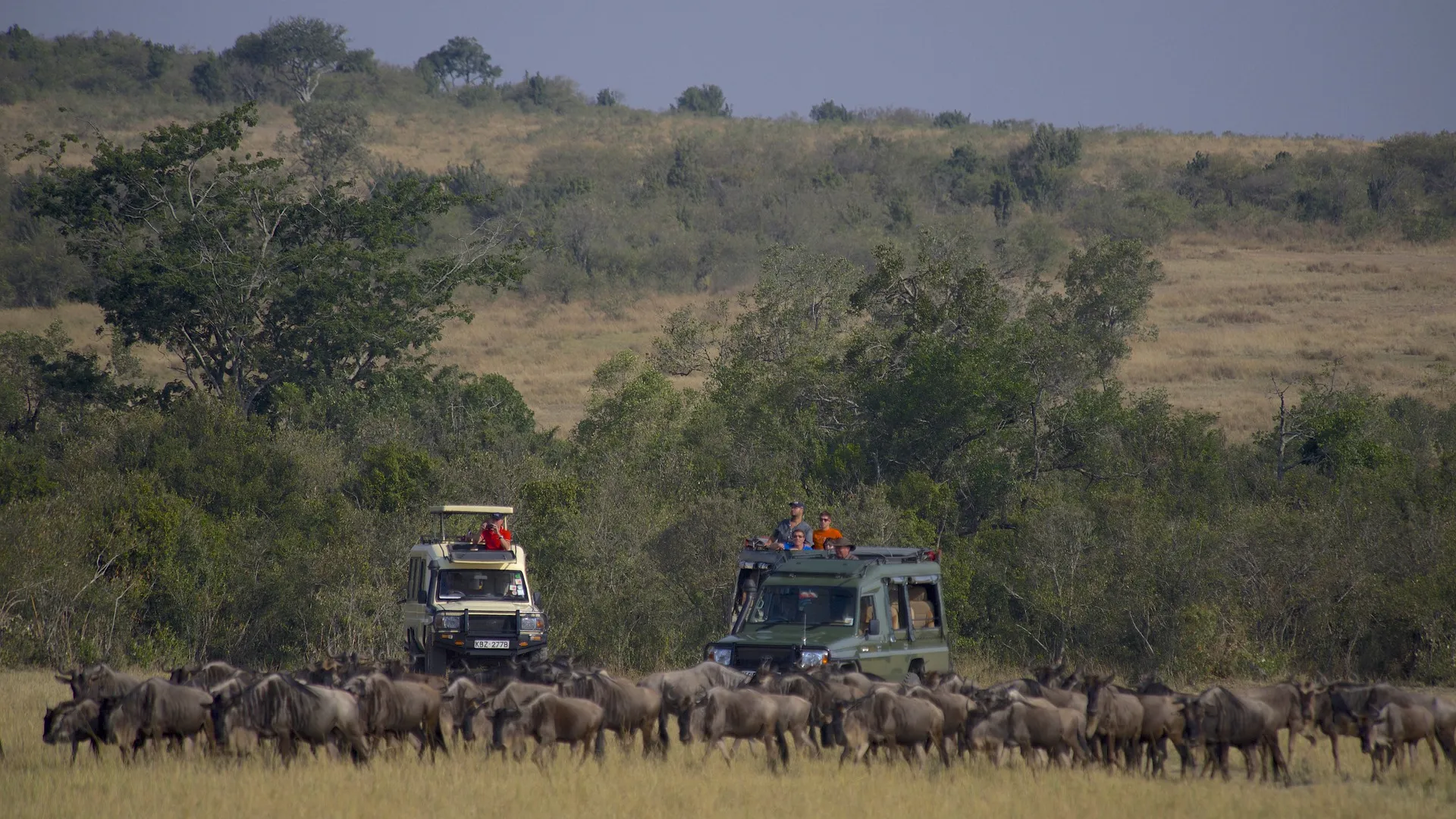 Masai Mara Migration Tour - AjKenyaSafaris.com