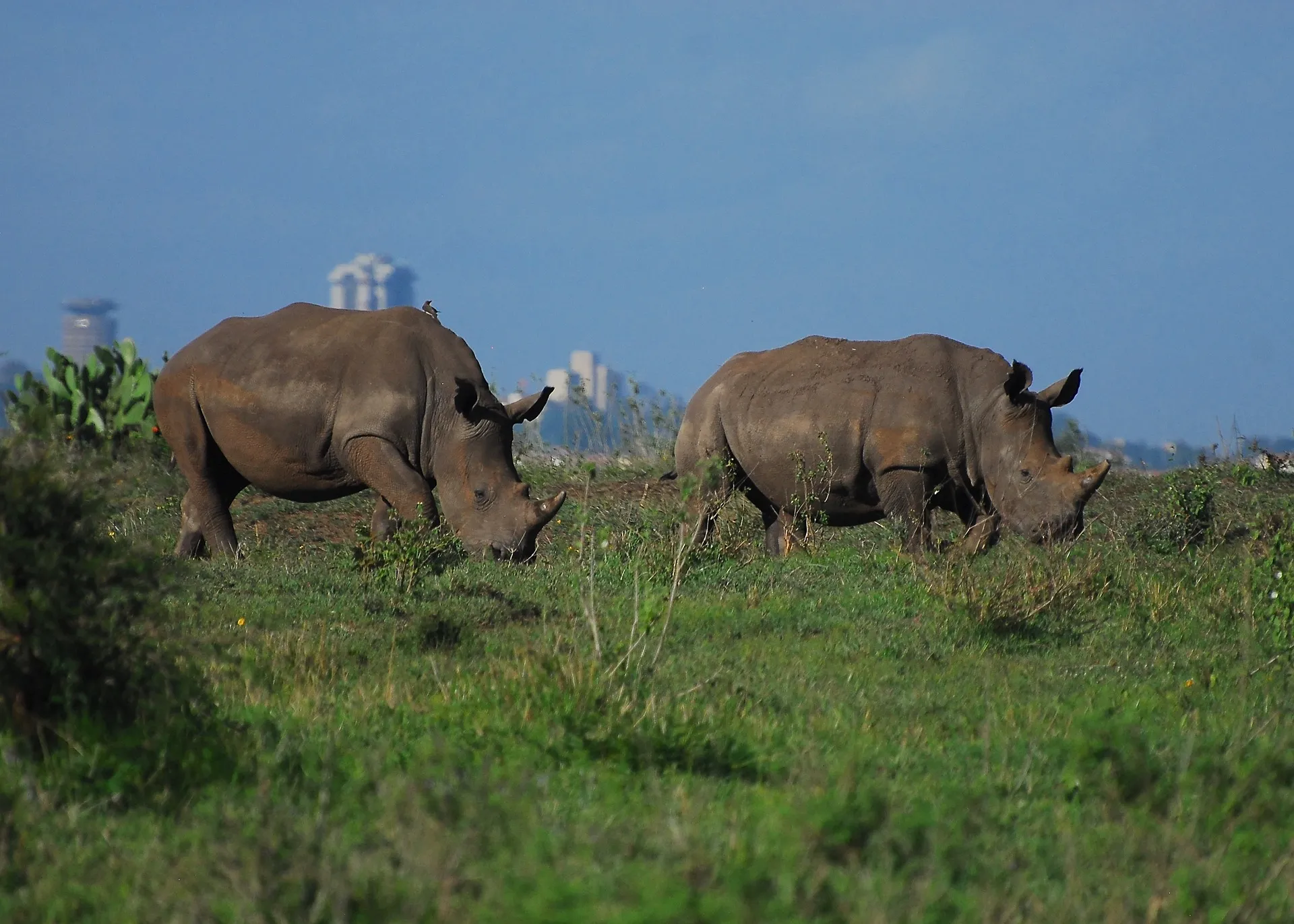 Safari Tours nairobi