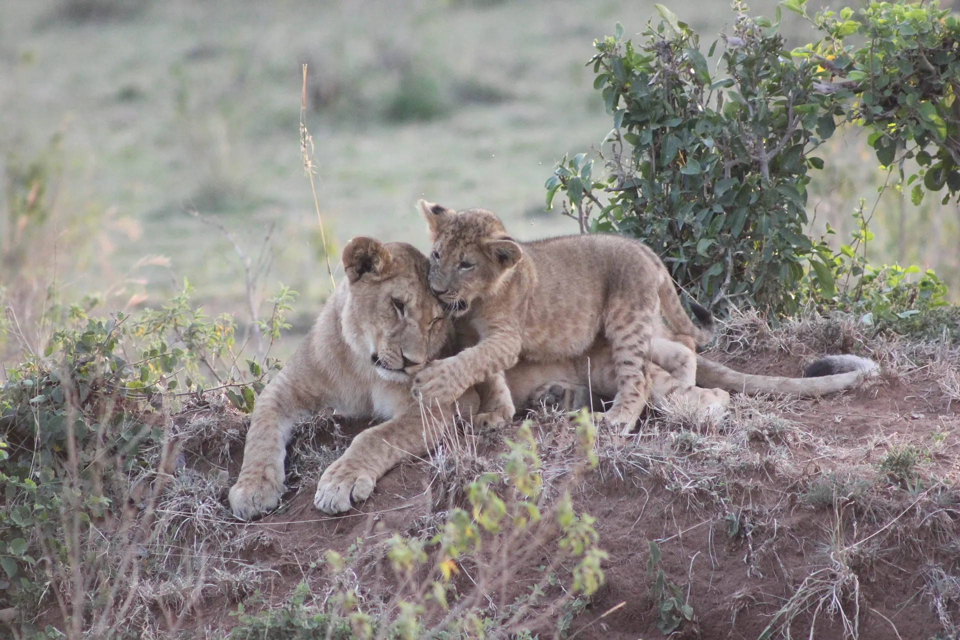 Liones and cub at Mara