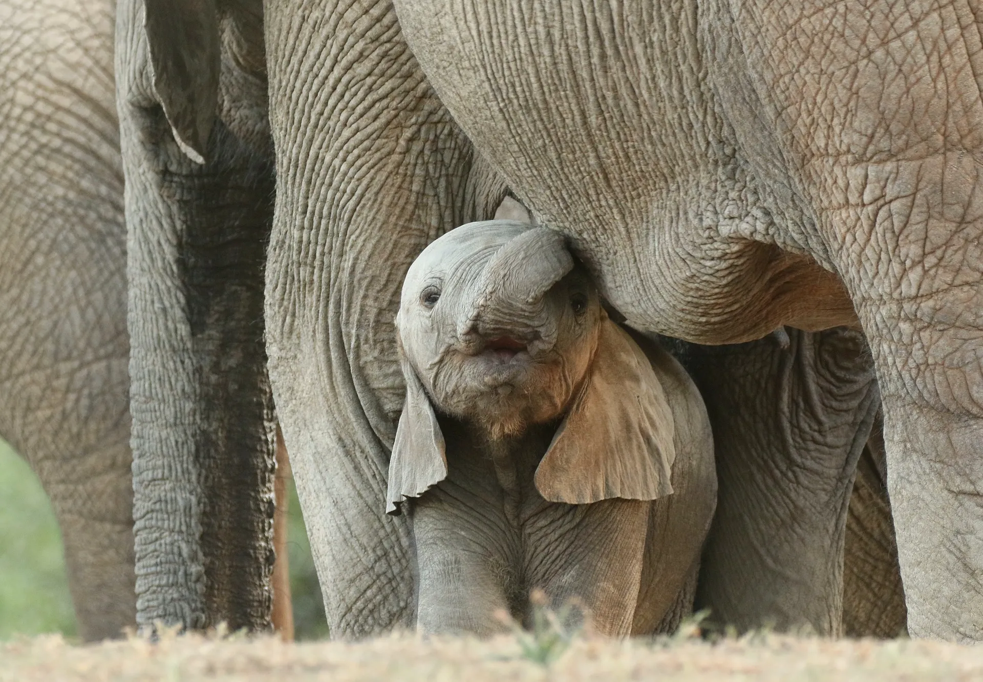 Tour Safaris In Kenya