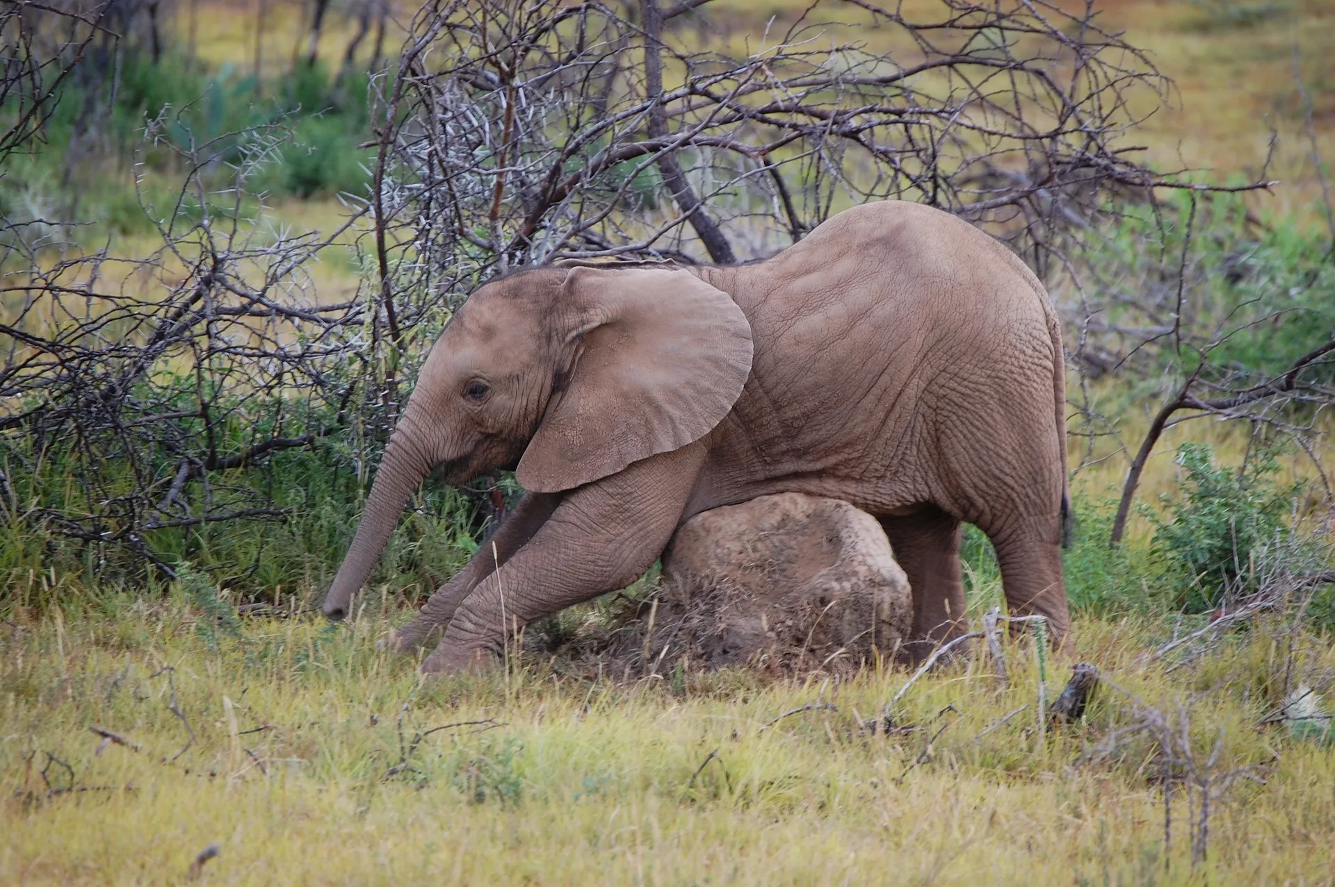 Baby elephants