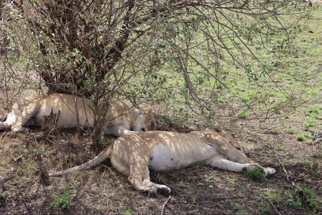 Lions are members of the big five