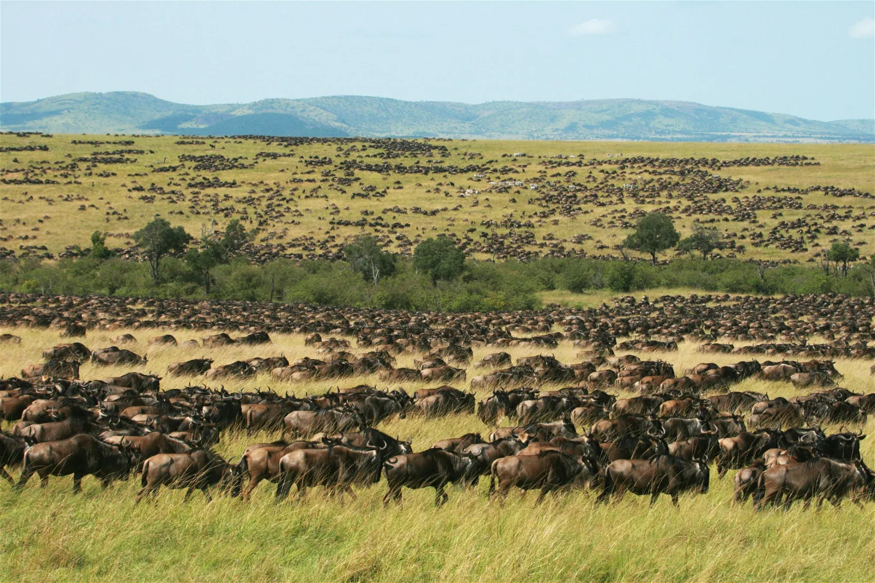 Tourist circuits in Kenya - Masai mara wildebeest