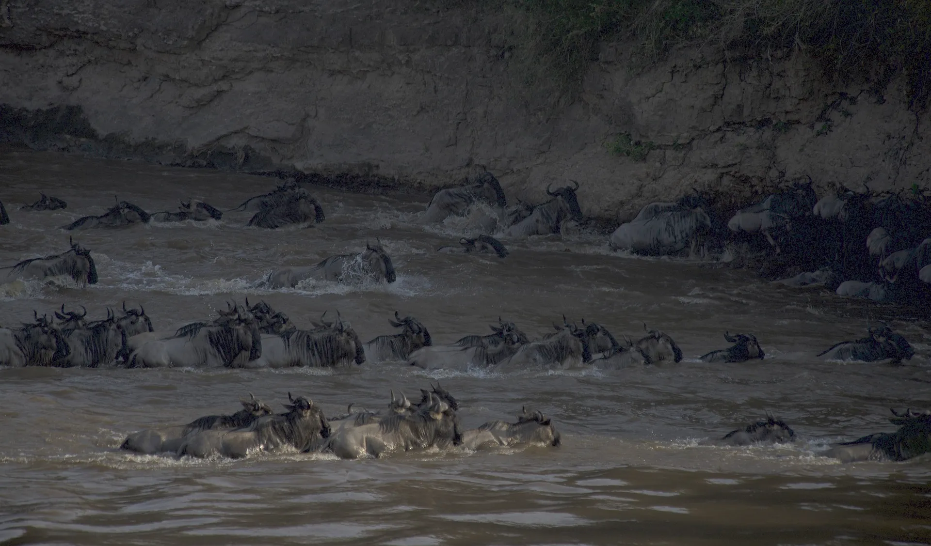 Crossing the river during the migration