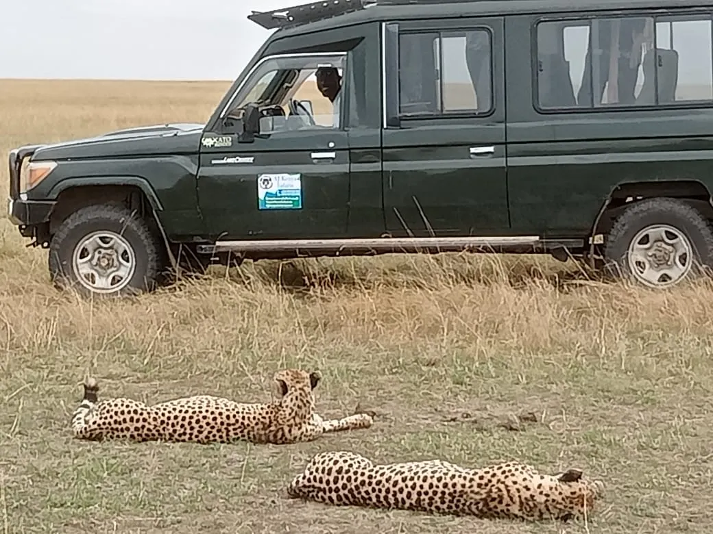 Masai Mara - Cheetah