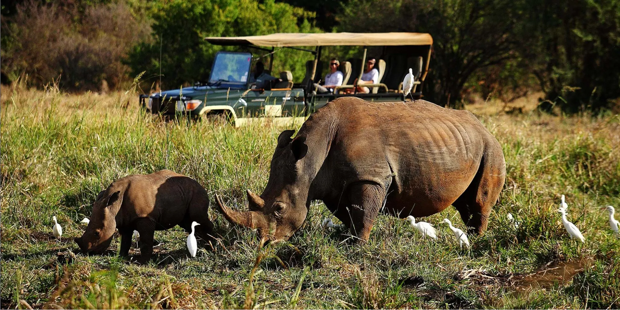 Black rhino at Meru National Park