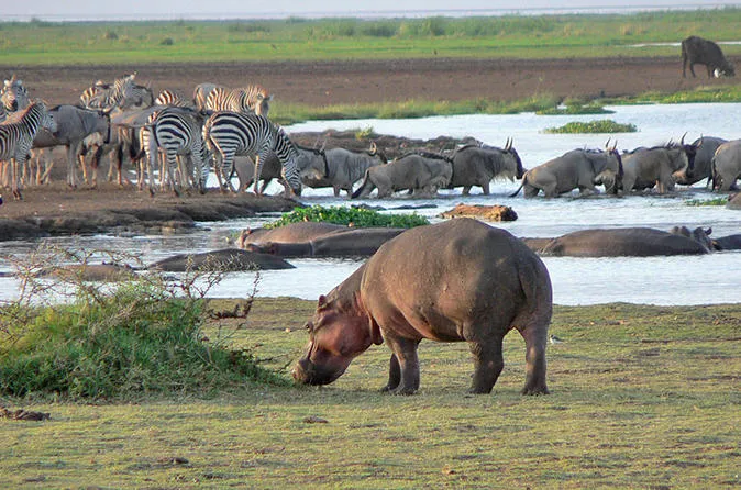 hippo, zebras, and wildebeest