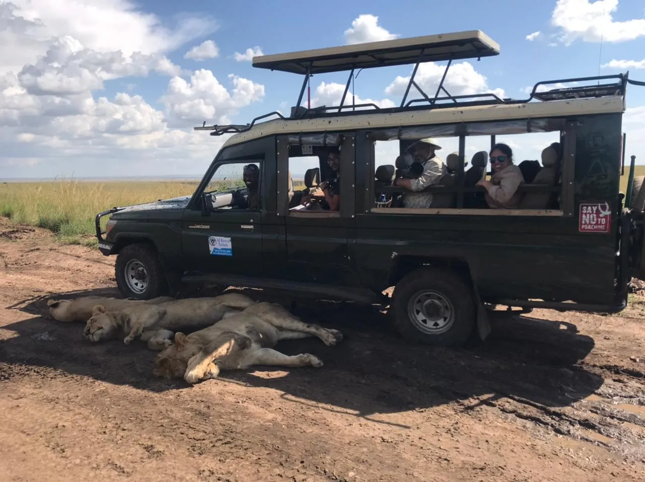 Masai Mara - game drive lions