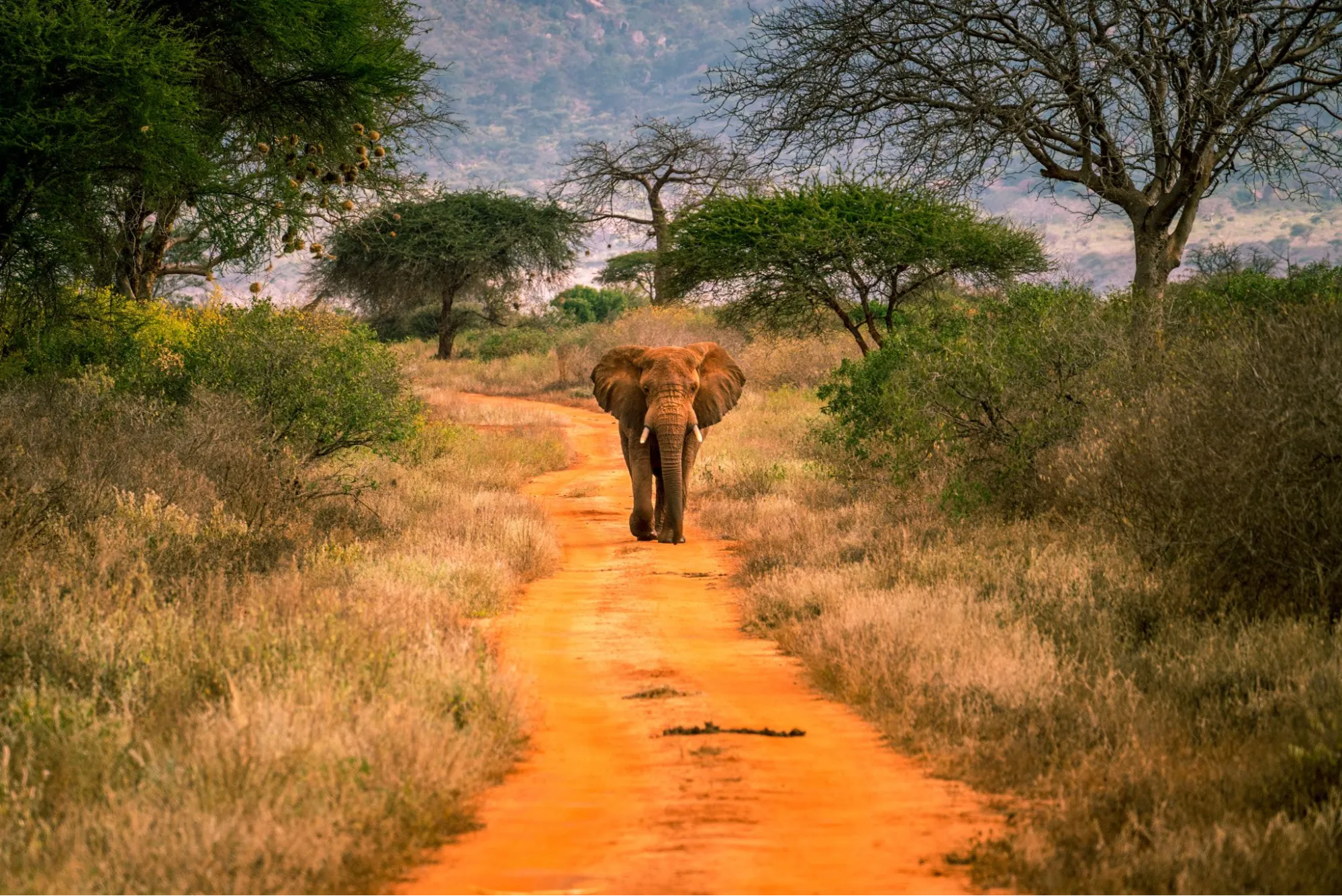 Tsavo west national park -elephant