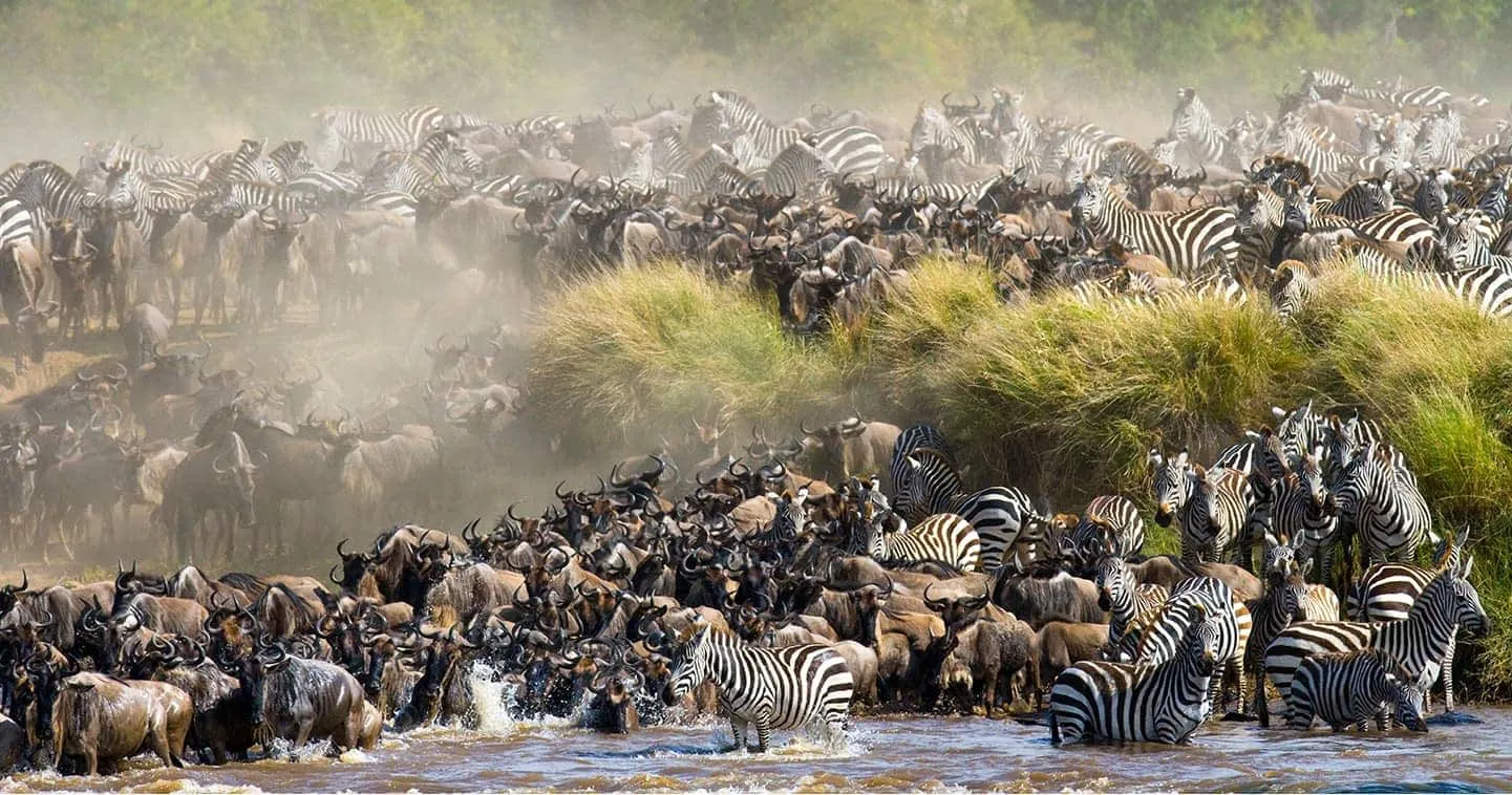 Migrating herds with zebras