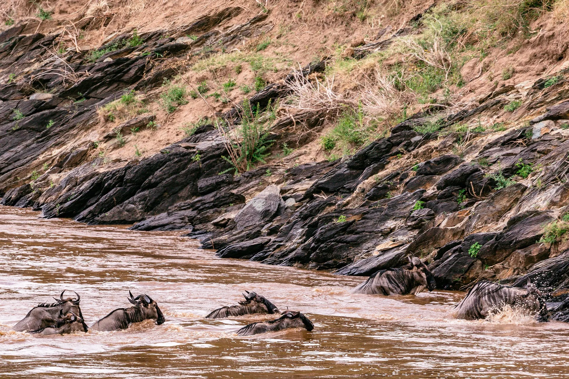 Nairobi safaris - wildebeest