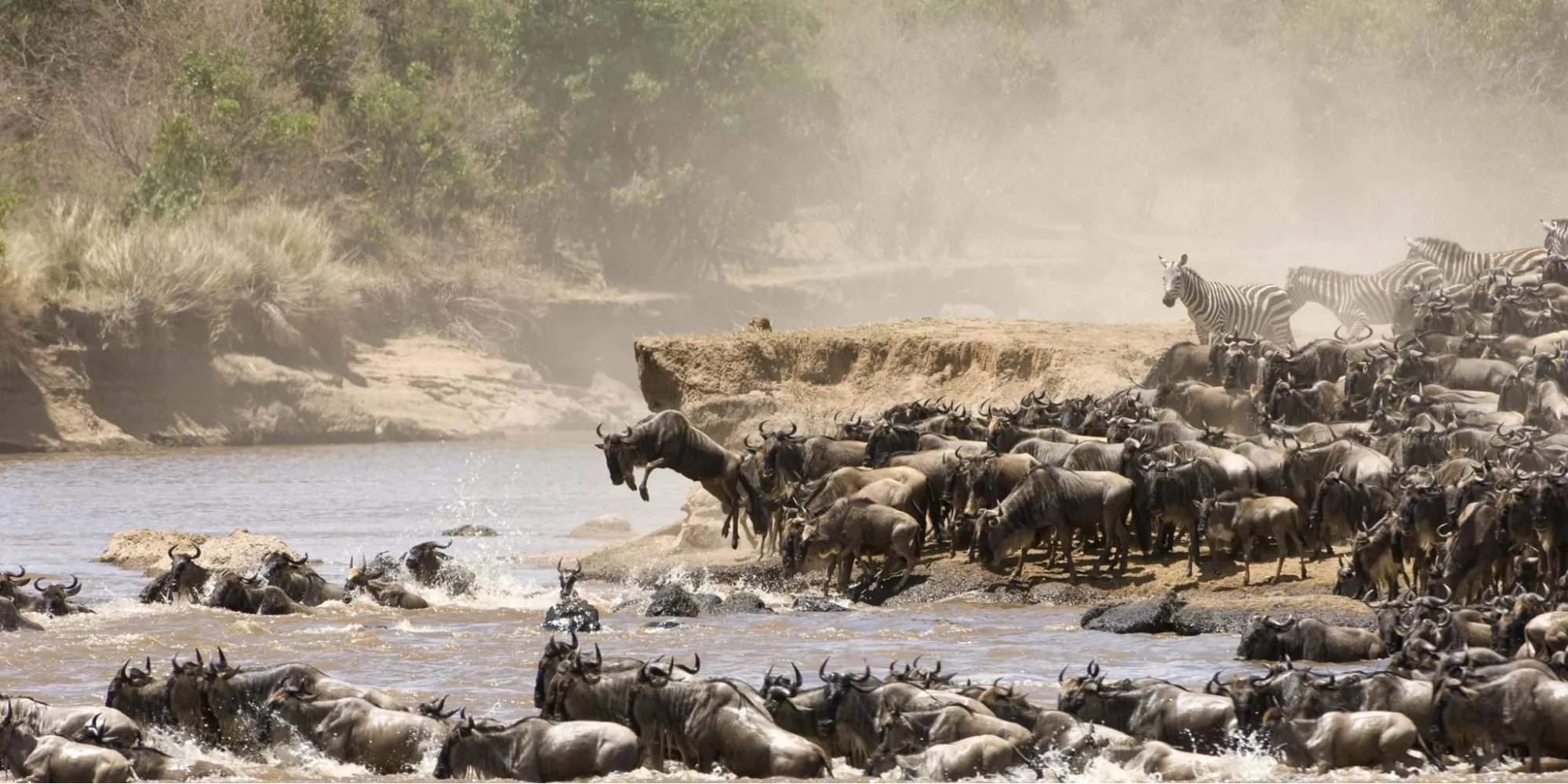 wildebeest at Masai Mara National Reserve