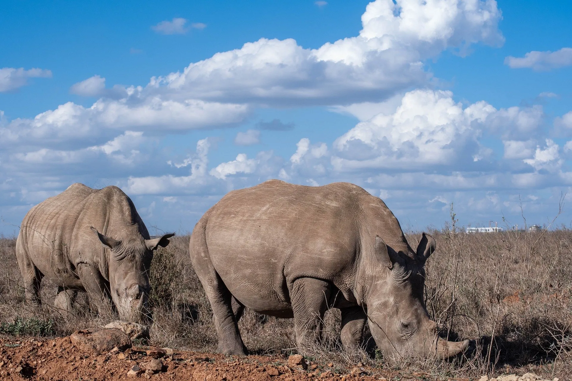 kenya safari honeymoon - rhinos