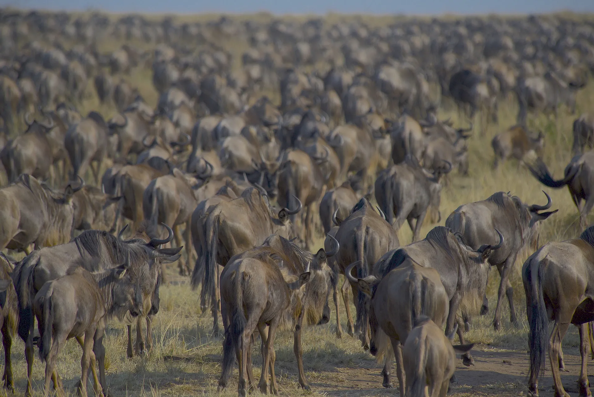 Masai Mara Migration wildebeest