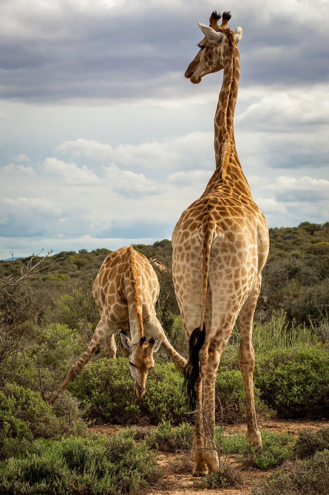 Safaris in Nairobi Kenya