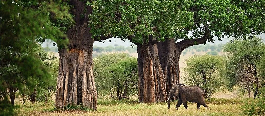 kenya and tanzania safari - elephant