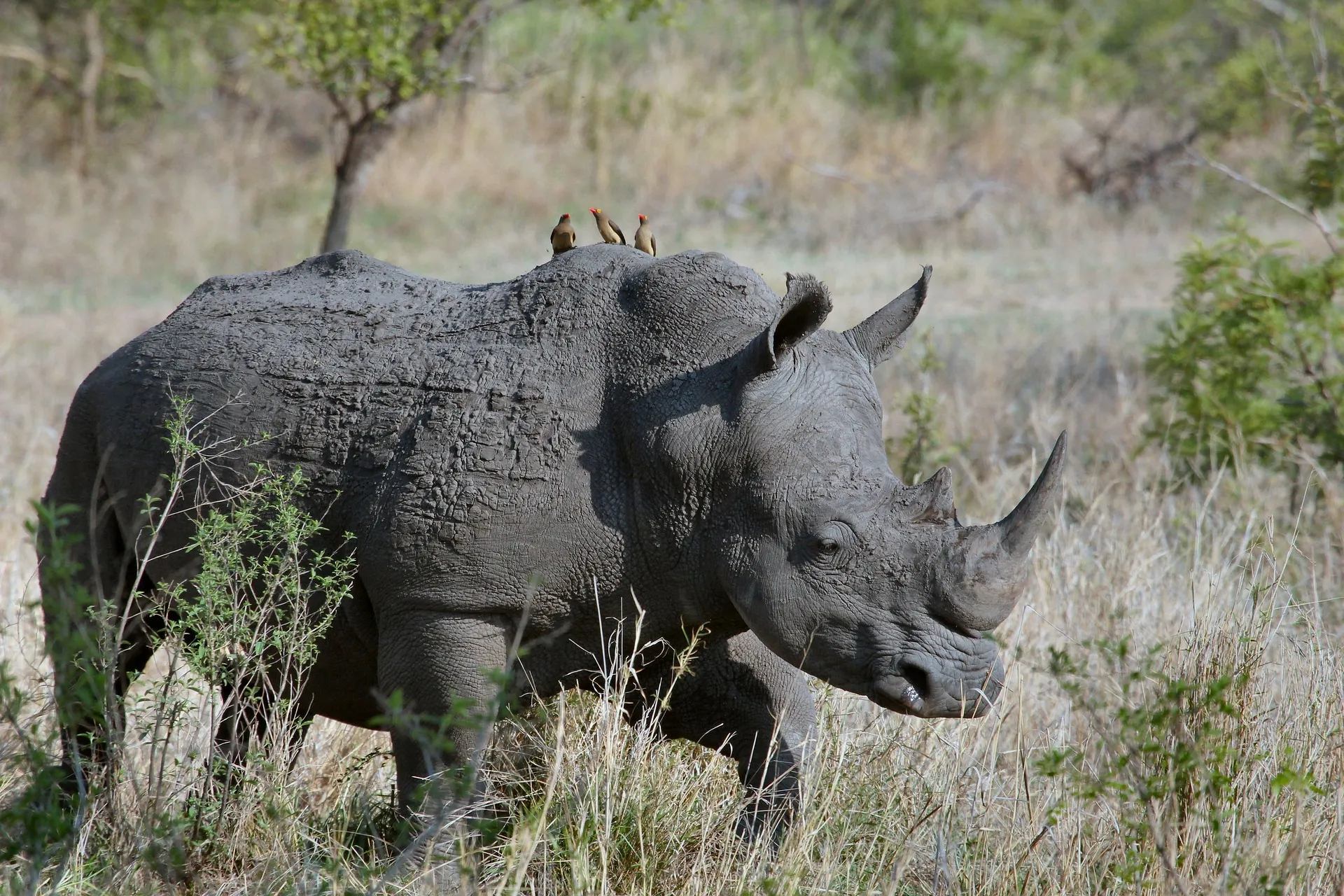 diani safaris - black rhino