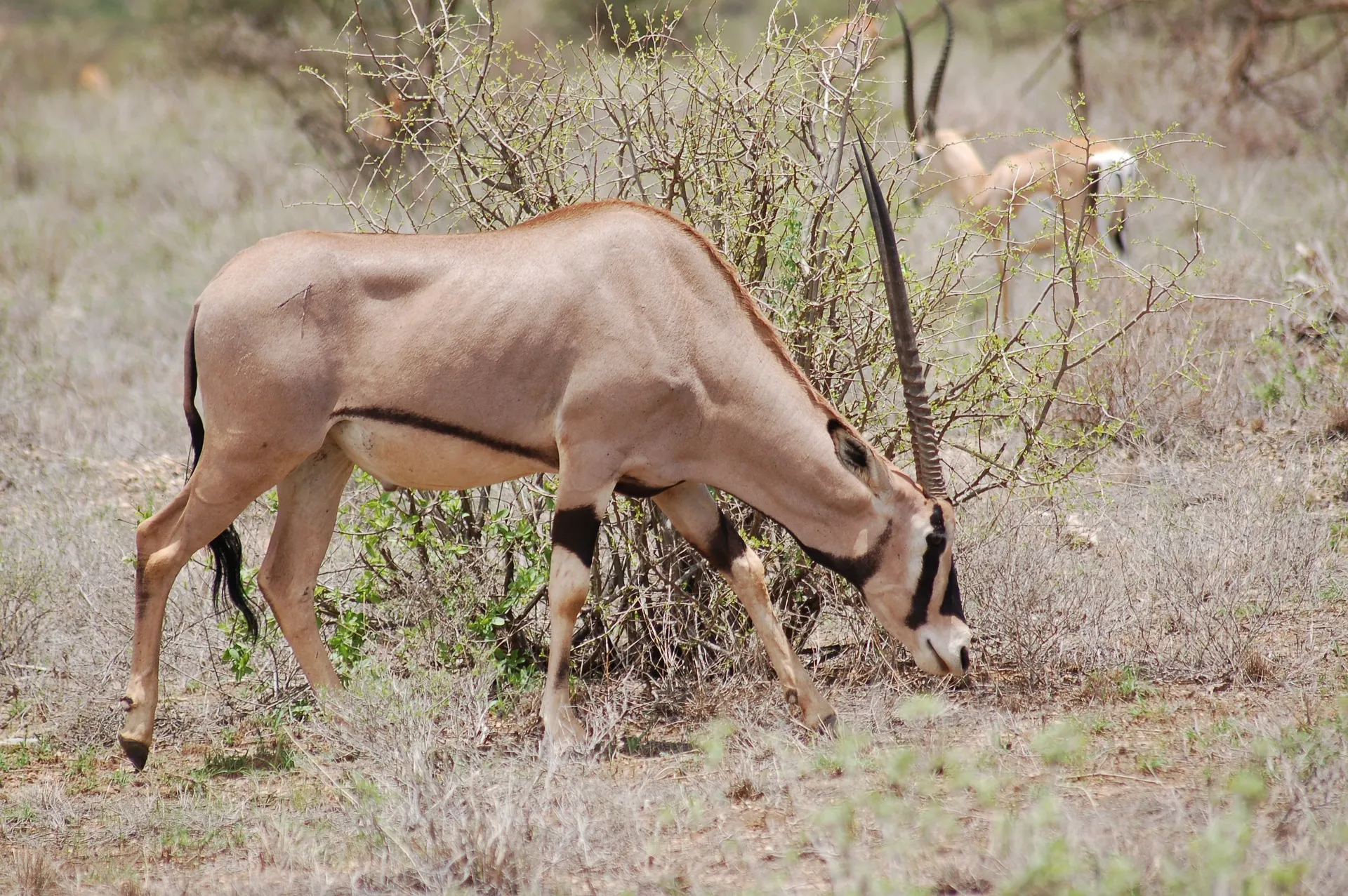 Kenya Safaris