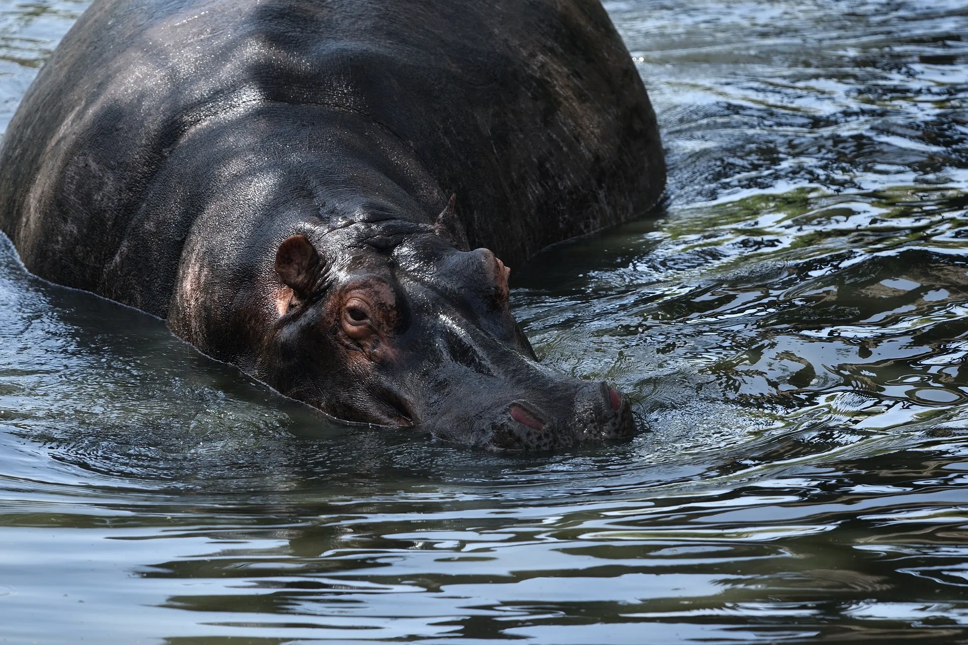 Hippo in water