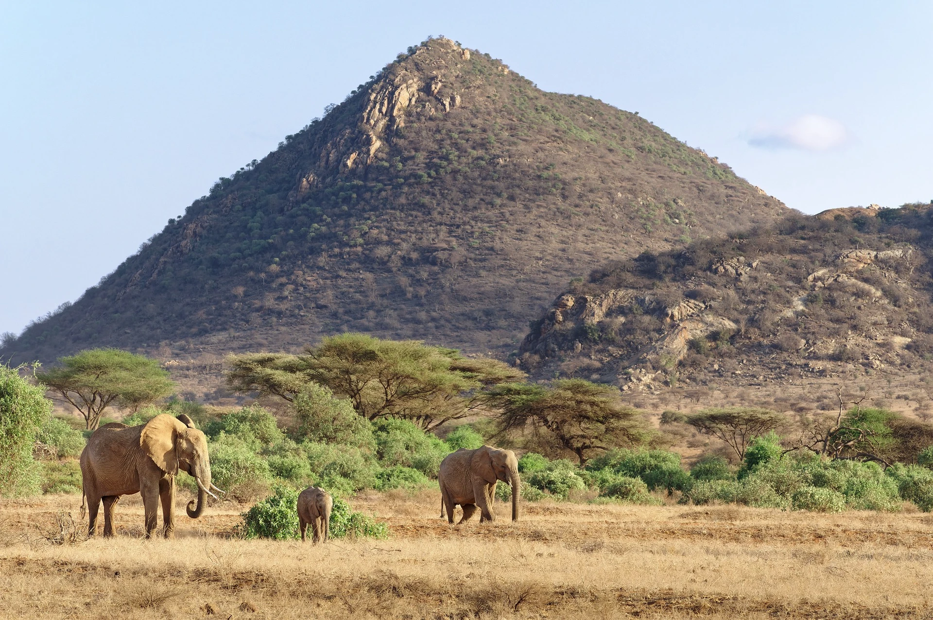 day trips in kenya - elephants