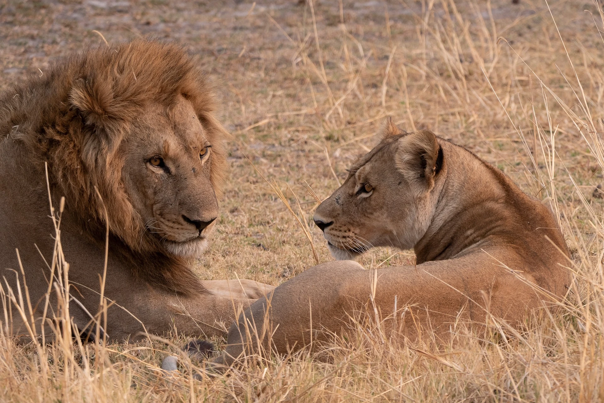 lion and lioness Kenya safari