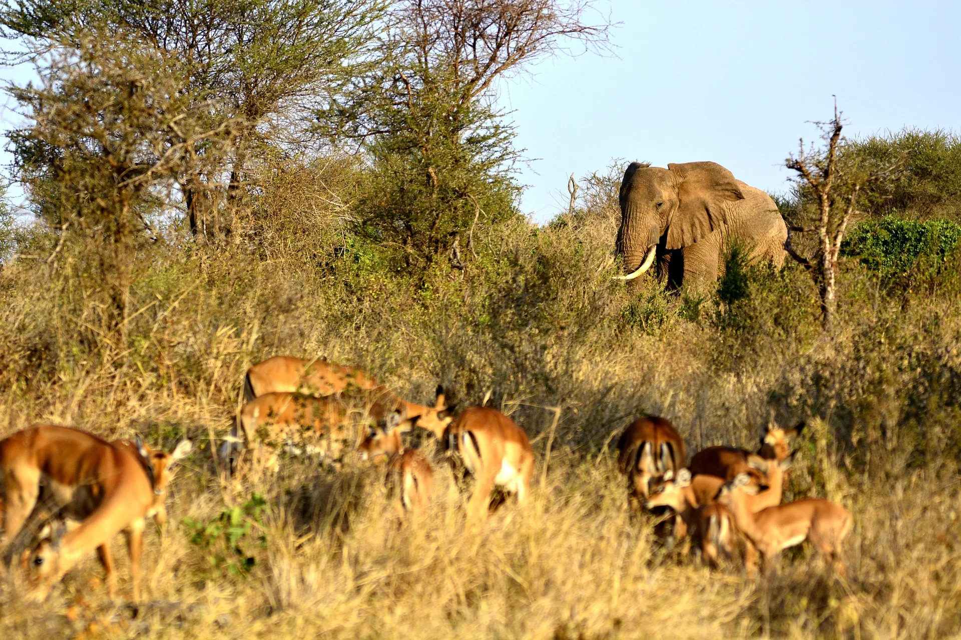 wildlife in Amboseli - elephants