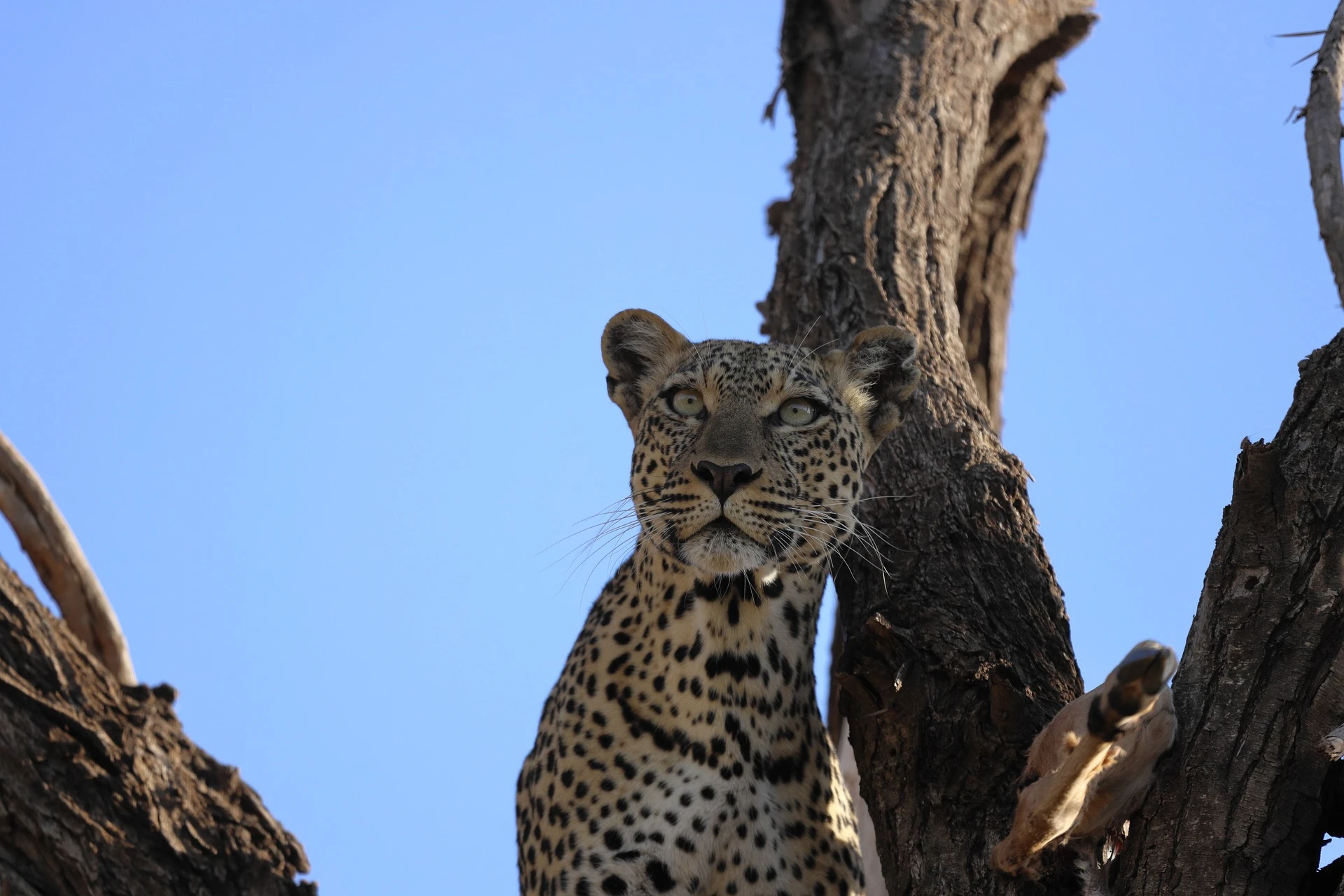 Leopard on a tree