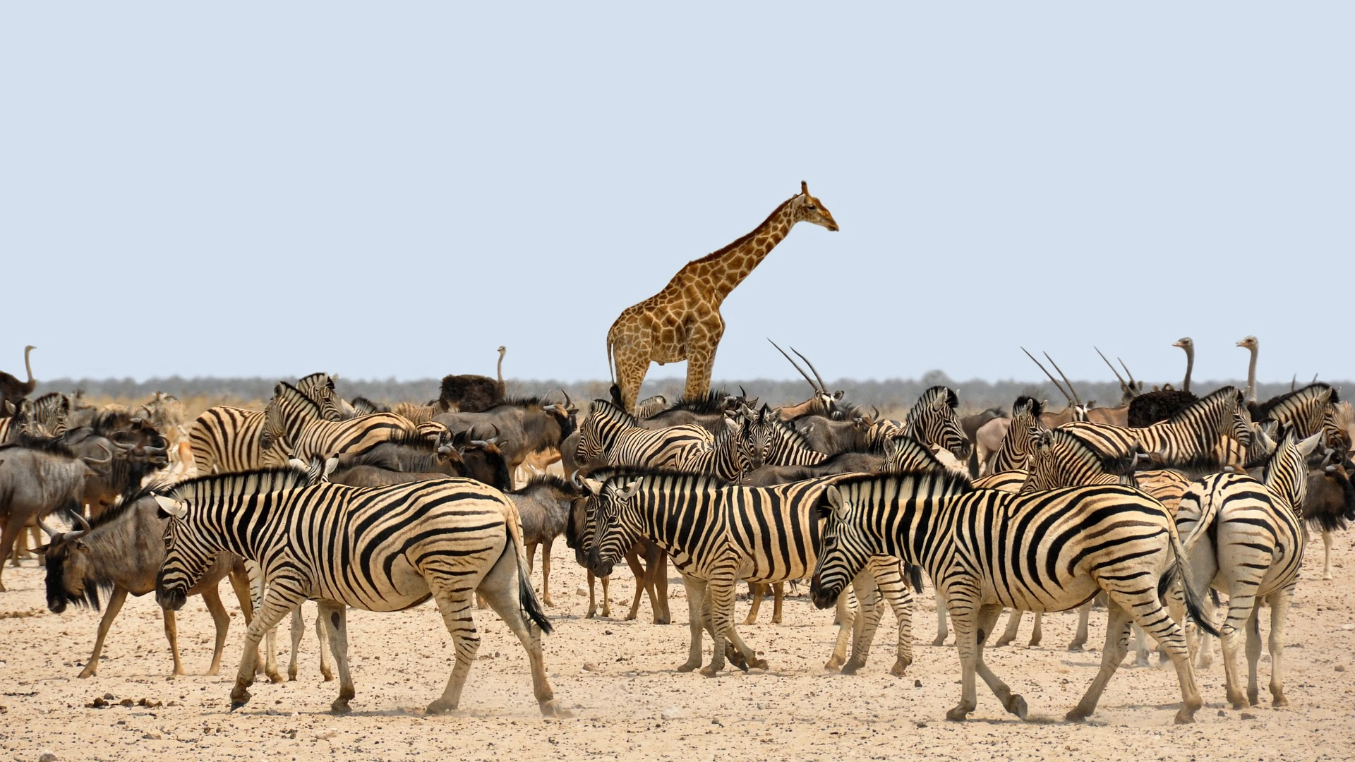 Wildebeest migration - zebras and giraffe