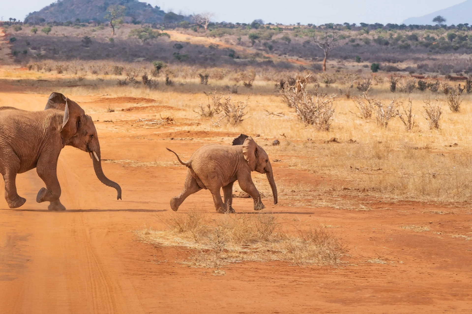 Elephants at Tsavo West