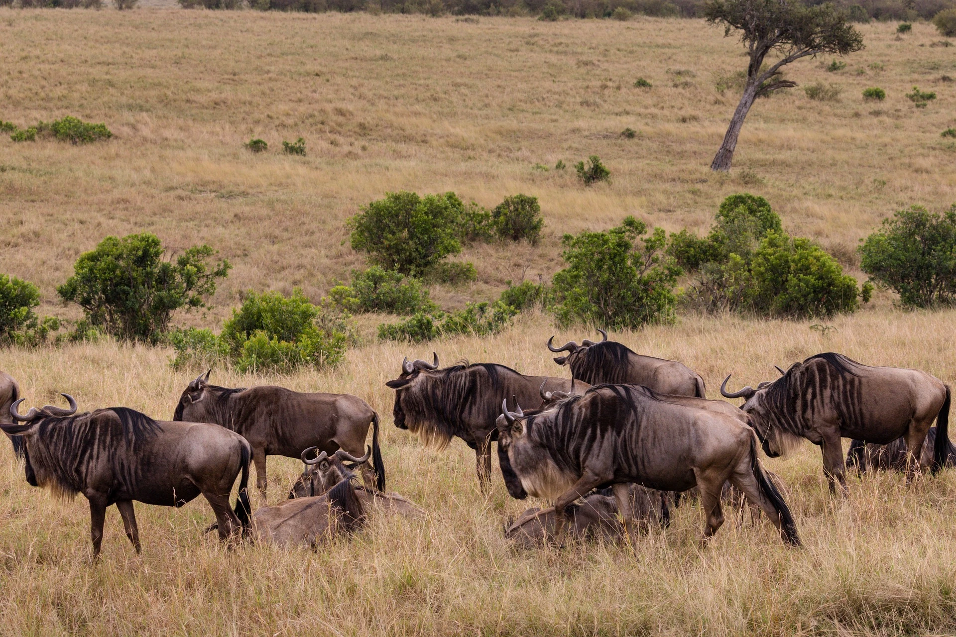 wildebeest migration at Serengeti