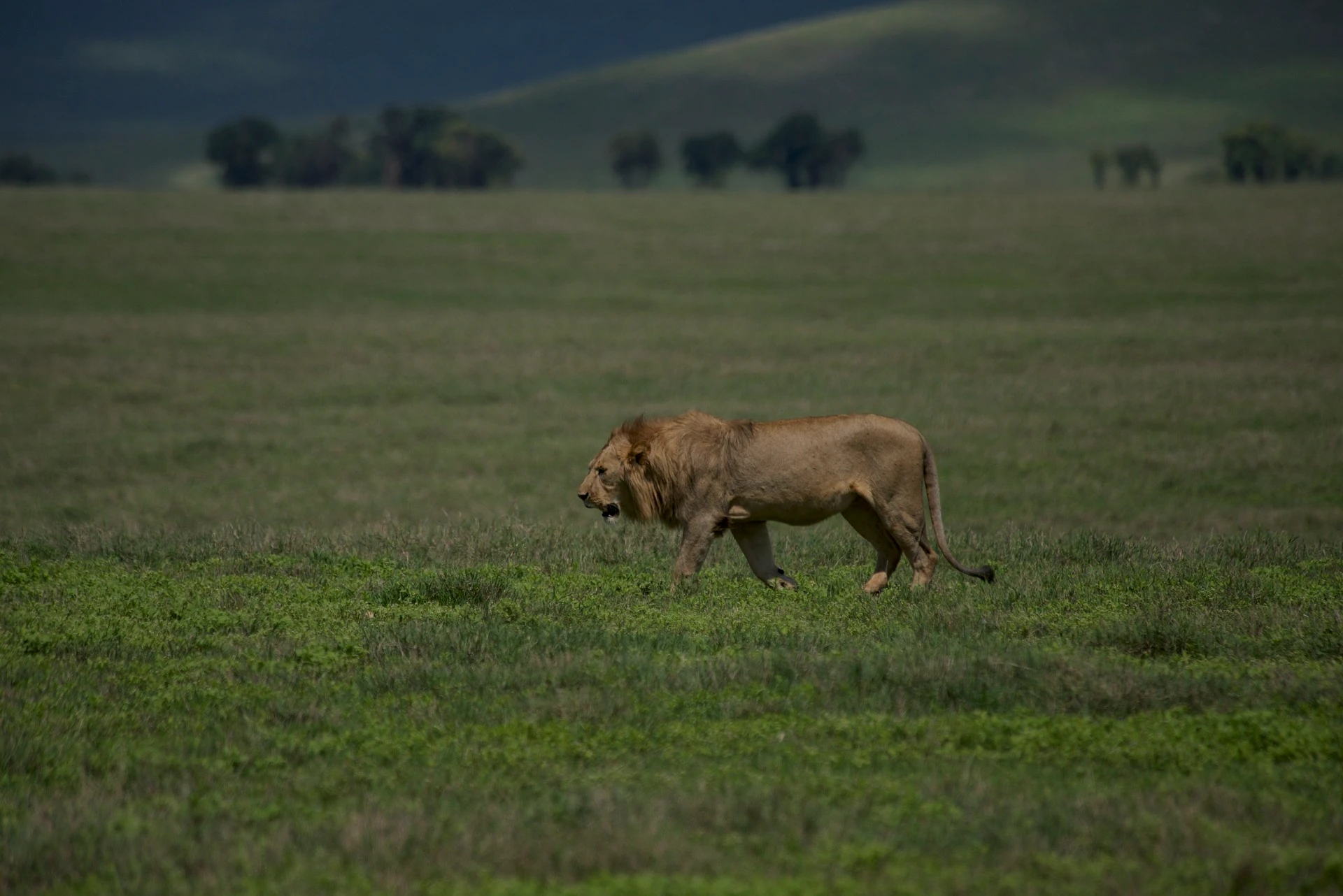 Ngorongoro lion