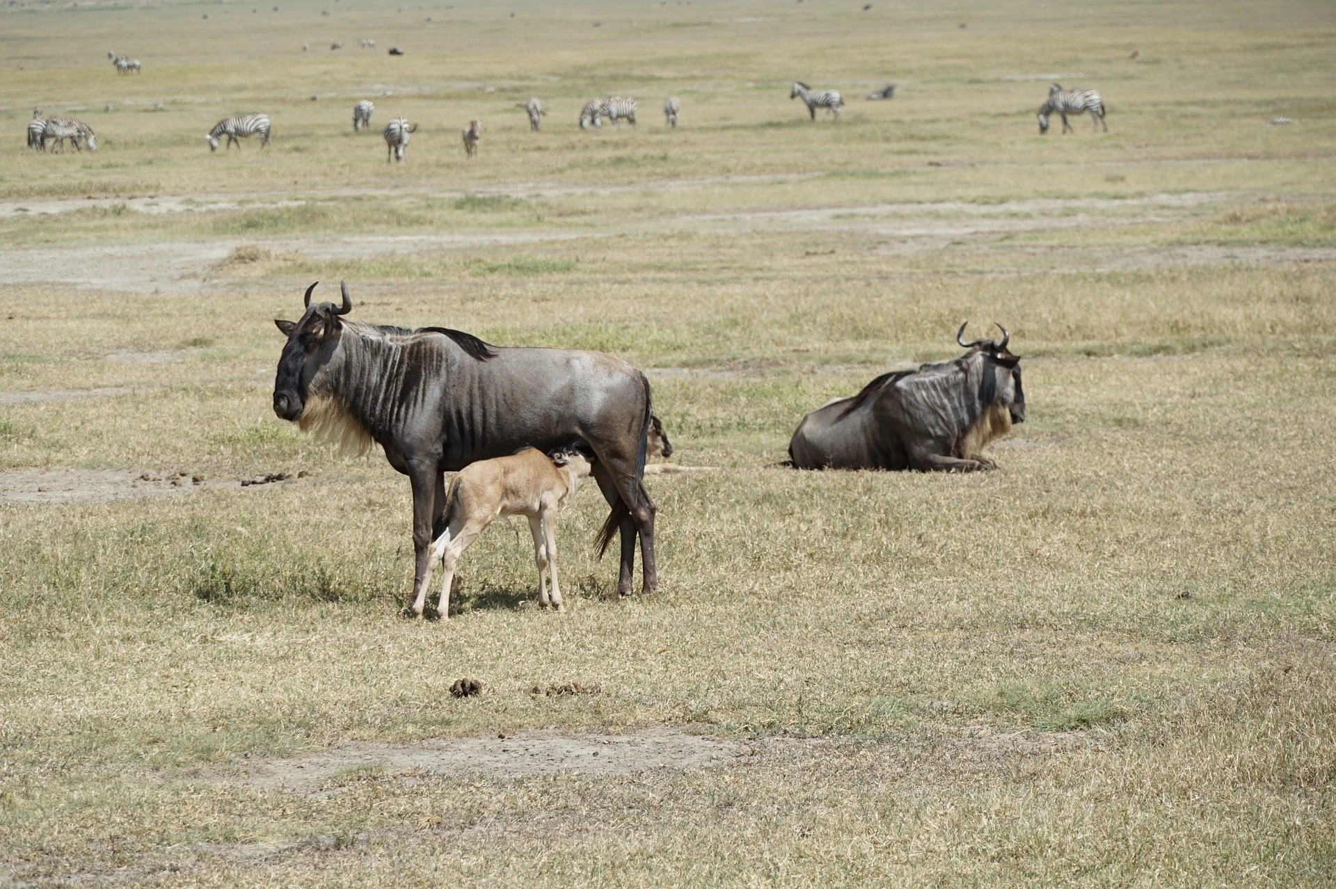 Wildebeest and calf