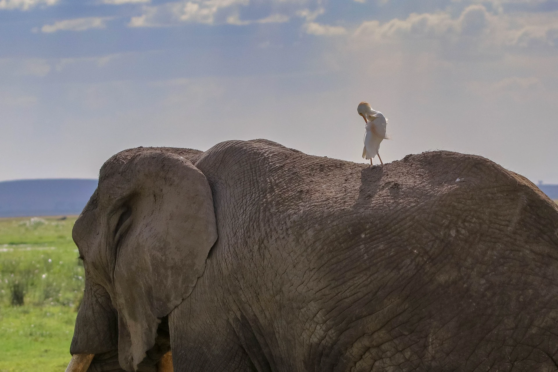 Big elephant at Amboseli