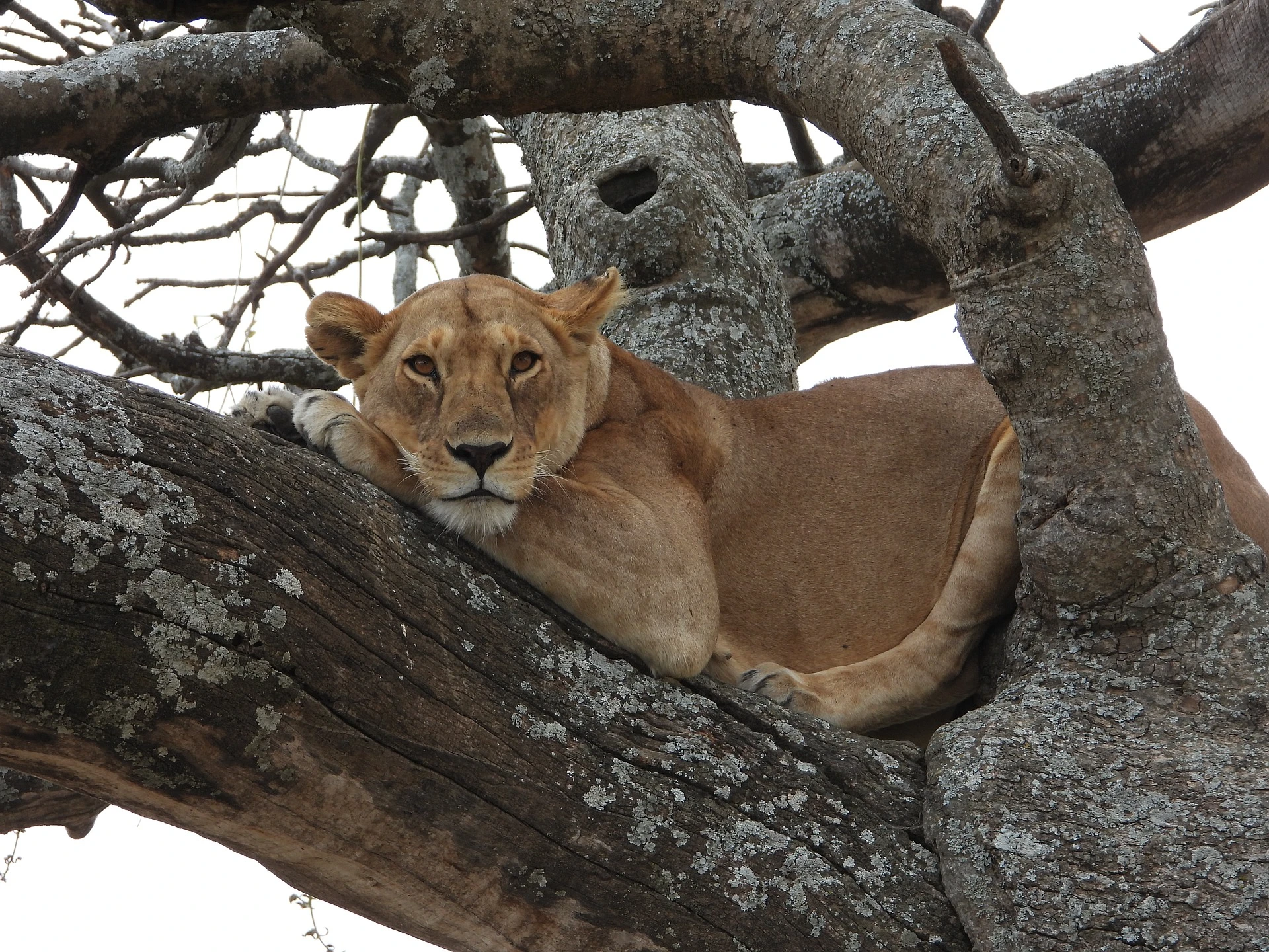 Lioness on a tree