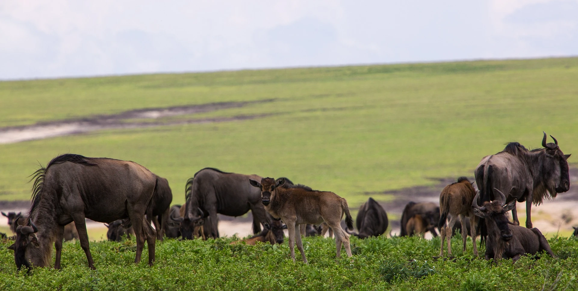 safaris to tanzania - wildebeest