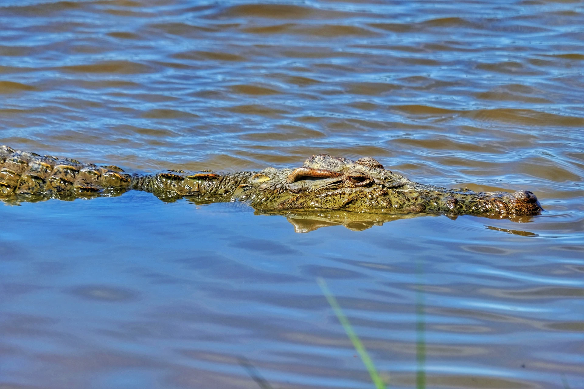 Nile crocodile at Mara River