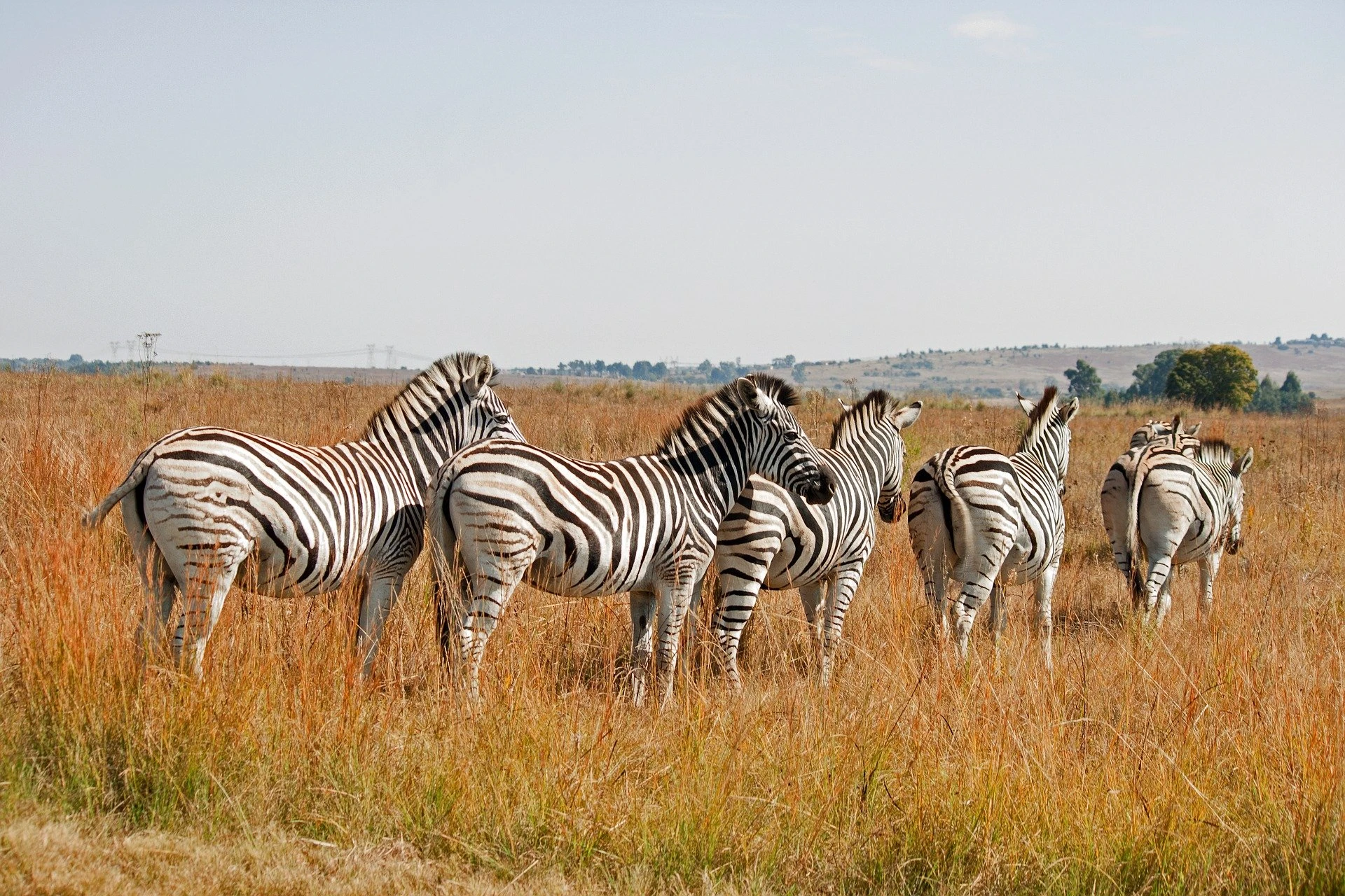 Zebras at Masai Mara