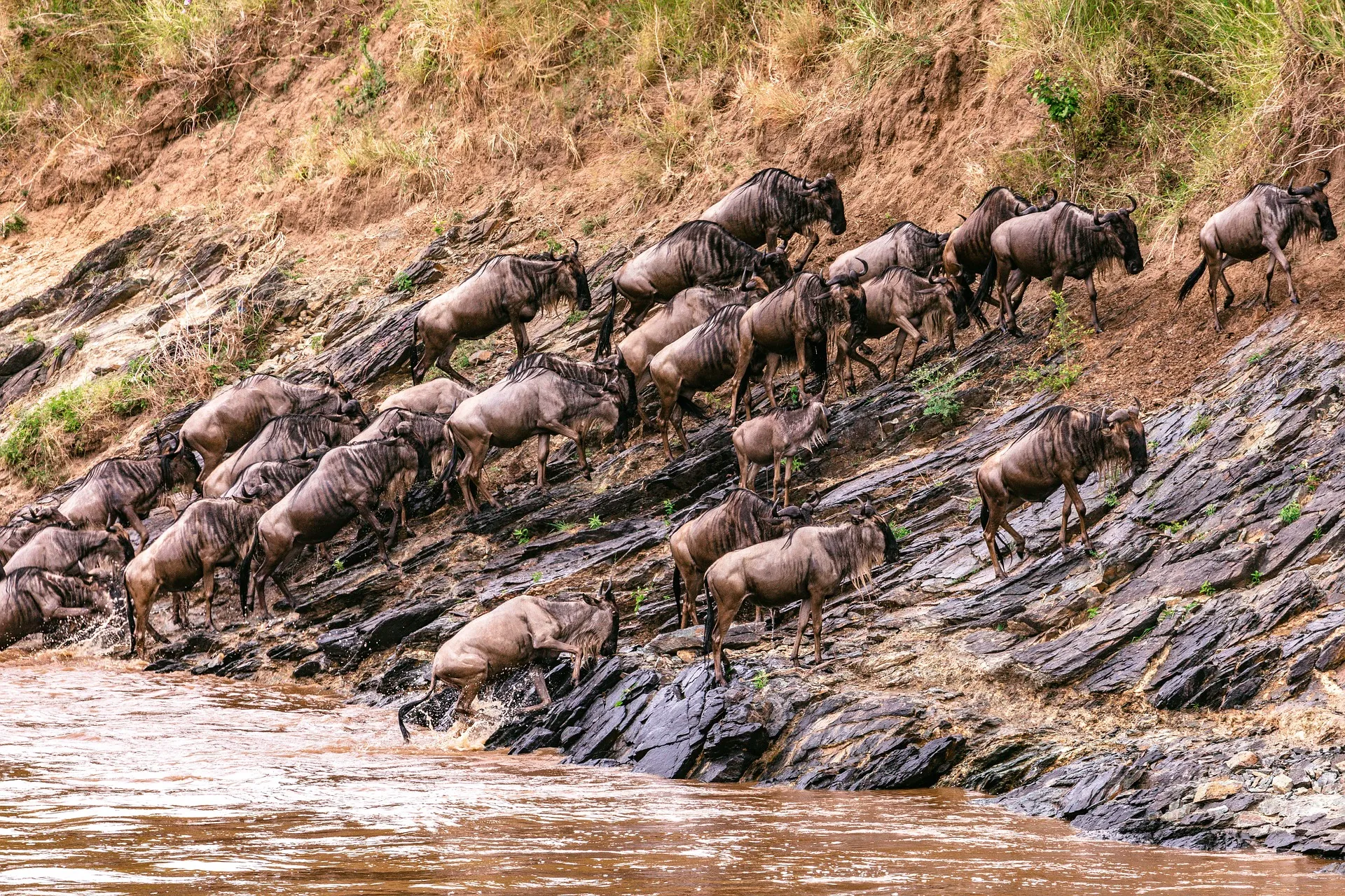 safari kenya packages - wildebeest