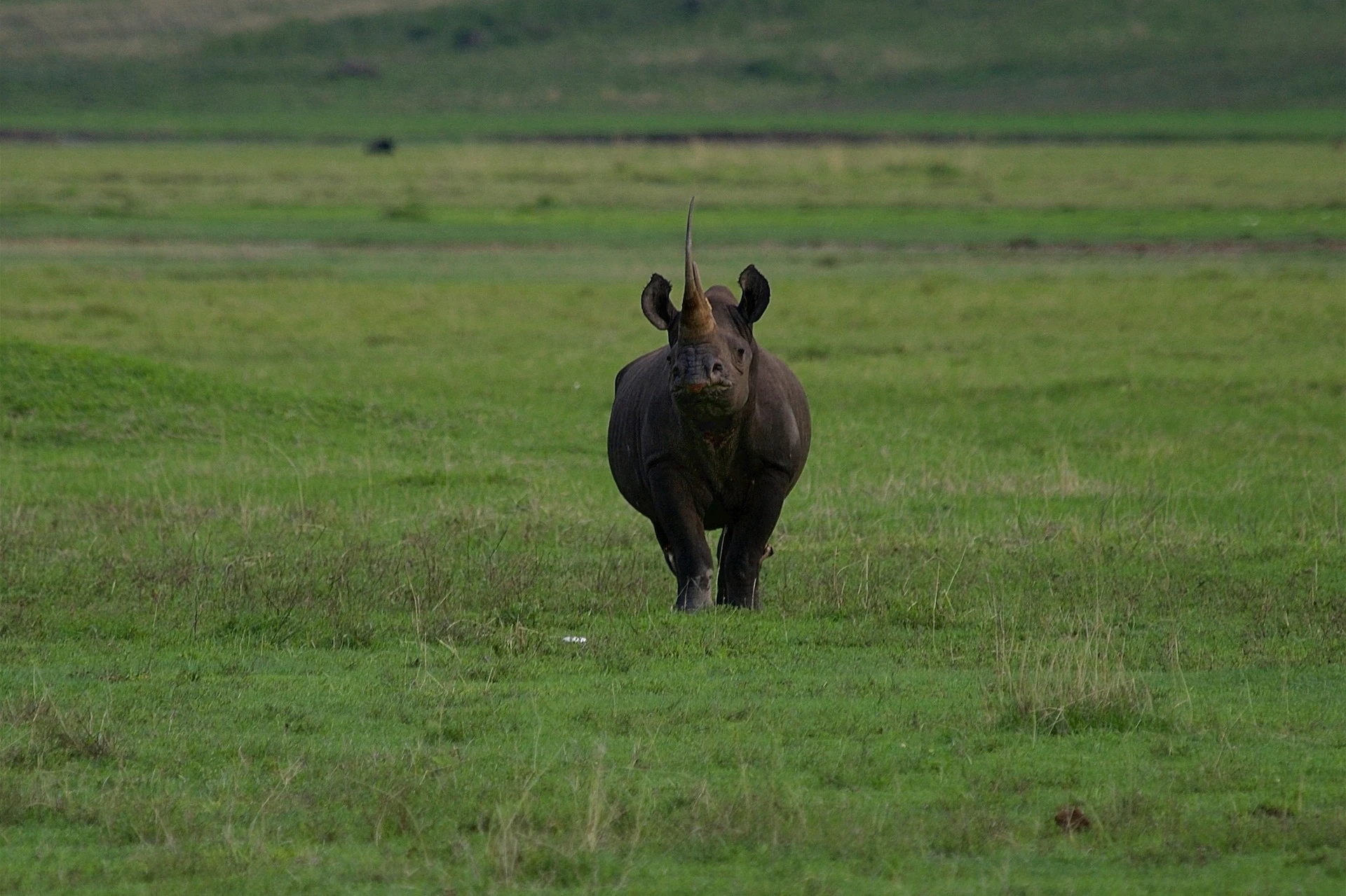 Black rhino - kenya tanzania travel